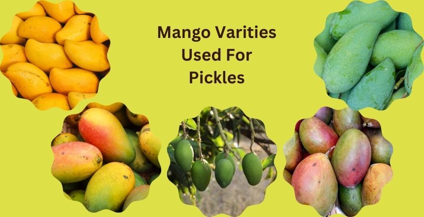 Homemade mango pickles